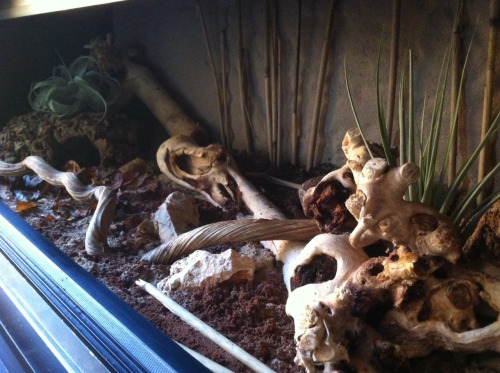 Sneak peak of the nearly finished lesser tenrec enclosure