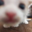 kittymetalhead