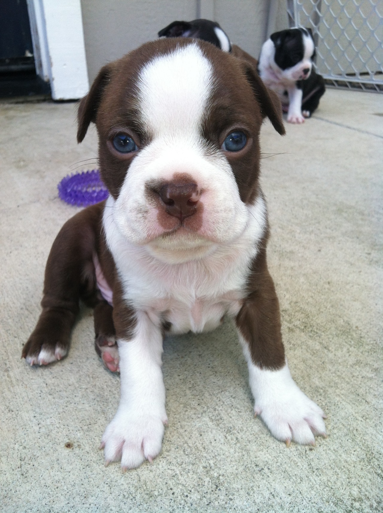 handsomedogs:  Ted when he was a baby &lt;3 He’s a boston terrier.