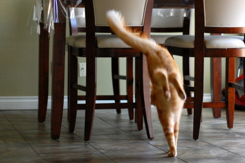 kittehkats:  “Let me show you the dance of my people.” pabuthefirecat:  Pabu, the Acrobatic Cat Pabu: Jump!  Jump!  Double-jump!  