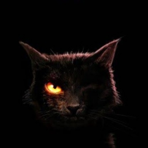 The-Mysterious-Black-Cat: