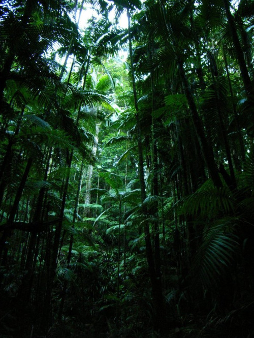 ancient-magics:  Rocky Creek Rainforest by Astrophsh