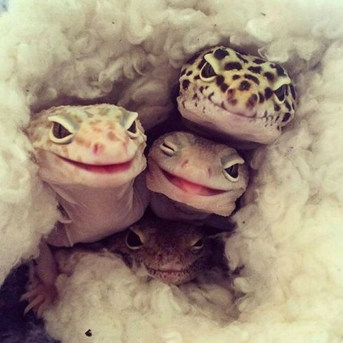 awakeningfromthedream:Leopard Geckos