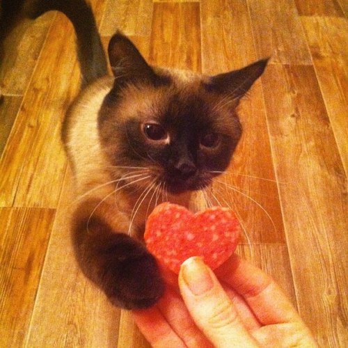 corporation-cats:Happy Valentine’s Day!