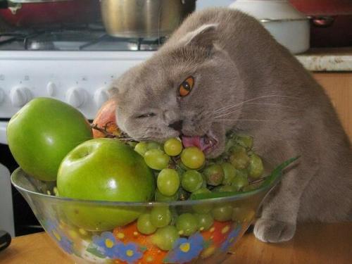 unimpressedcats:healthy eatingActually you should never ever let your cat eat grapes or raisins. The