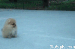 techntech:  cute fluffy pomeranian puppy walking View Post 