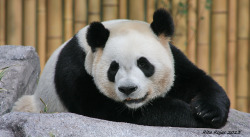 giantpandaphotos:  Da Mao at the Toronto