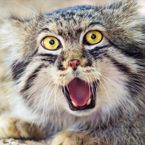 invaderxan:The Pallas cat is a wonderful animal which manages to perfectly portray every single one 