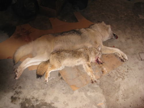 ladylustlady:theblacktailedking:Alaskan coyote and wolf [x]Although a nasty image, its an inte