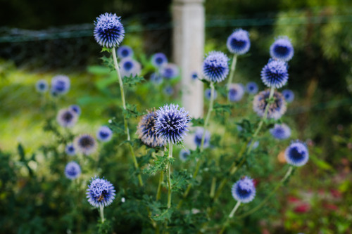 Garden flowers