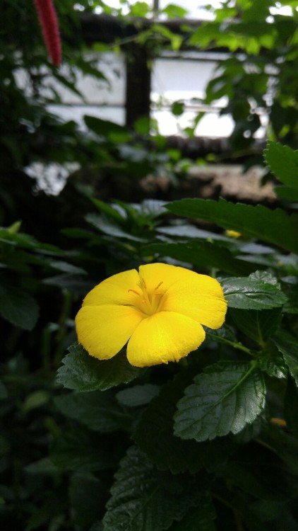 Turnera ulmifolia is in the passion flower family Passifloraceae. Commonly known as West Indian Holl