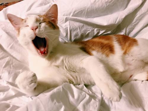 awwww-cute:  Meet Pizza. My friend’s lazy new rescue kitty (Source: http://ift.tt/1a2Mswg)