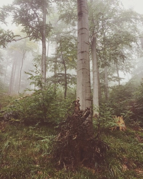 noirerora: Harz Wald by @noirerora