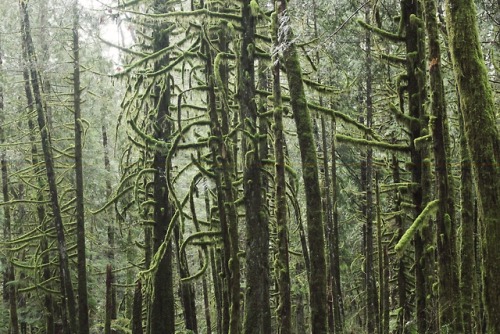 matchbox-mouse: Fog in the forest.British Columbia