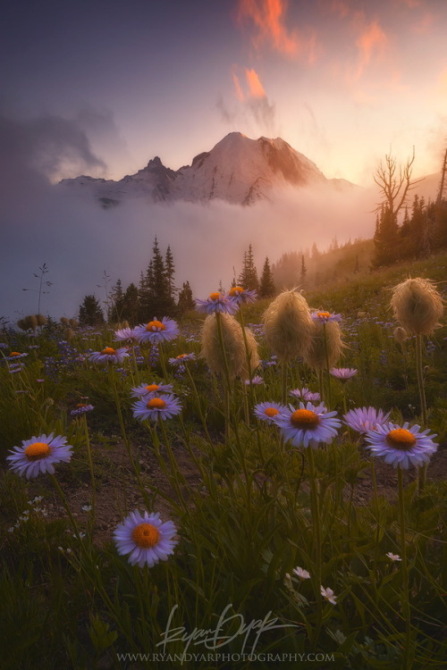 lionpuppy:  A Valley in Between | Ryan Dyar