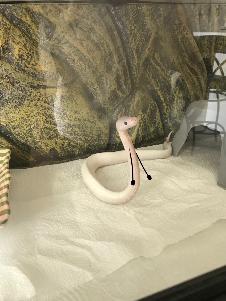 infected-mushrooms:  Sometimes….You just gotta draw arms on a snake….   Bonus!