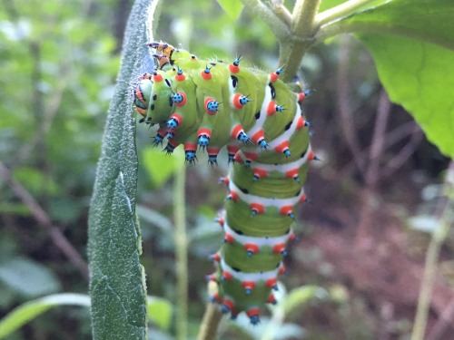 onenicebugperday:  Calleta silkmoth adults and caterpillars, Eupackardia calleta, SaturniidaeFound in Arizona, New Mexico, Texas, Mexico, and Central America. Some specimens have been recorded with wingspans of more than five inches.Photo 1 by jpietra,