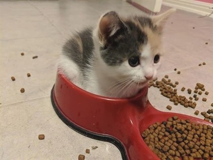 teddy236:  catscharm: That isn’t how it works little one.  He’s only a baby,