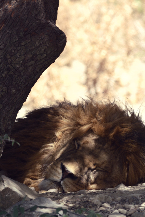 • Sleeping Lion •Photography by ENVIBECO