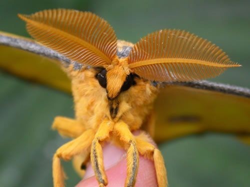 The Comet Moth Or Madagascan Moon Moth (Argema Mittrei) Is A Moth Native To The Rain Forests Of Madagascar.