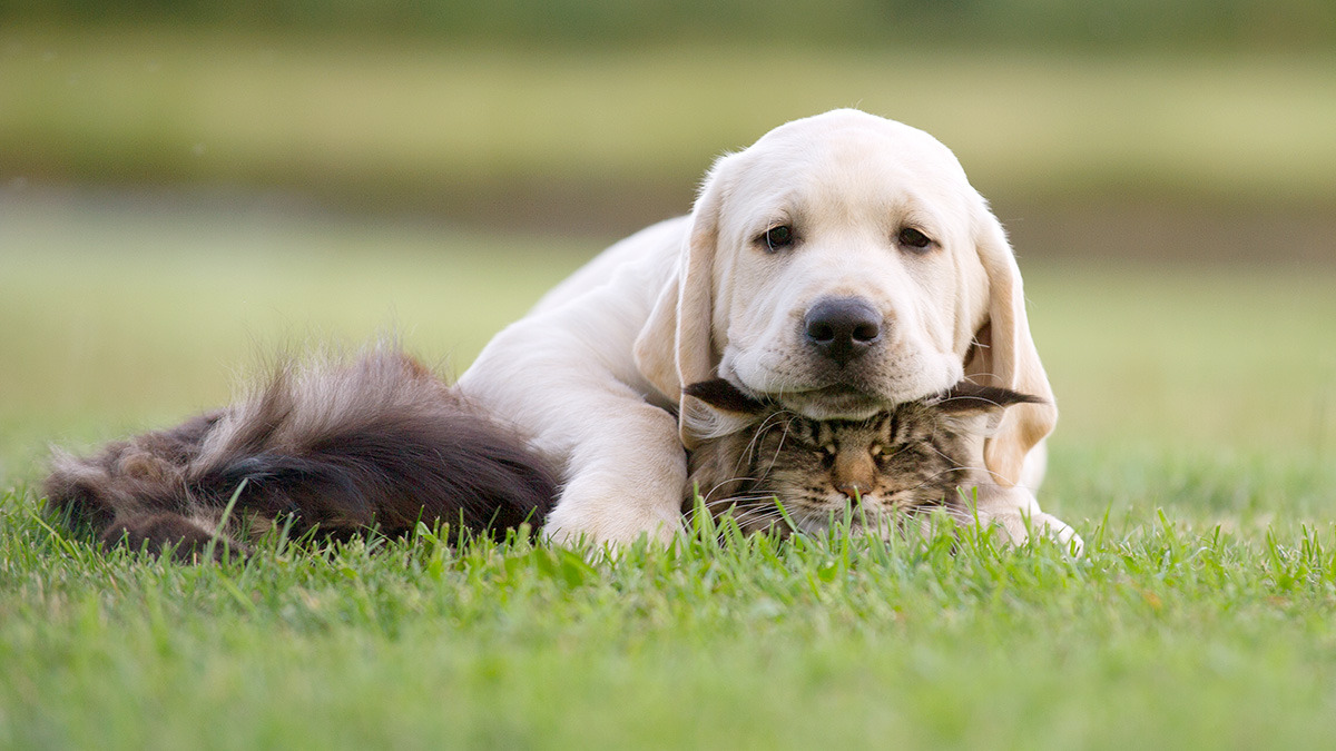 Such a fluffy pillow - Imgur  I swear, the doggie is Skyfire and the cat is Starscream.