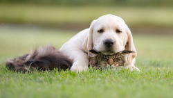 Such a fluffy pillow - Imgur  I swear, the doggie is Skyfire and the cat is Starscream. That is how I see these two XD