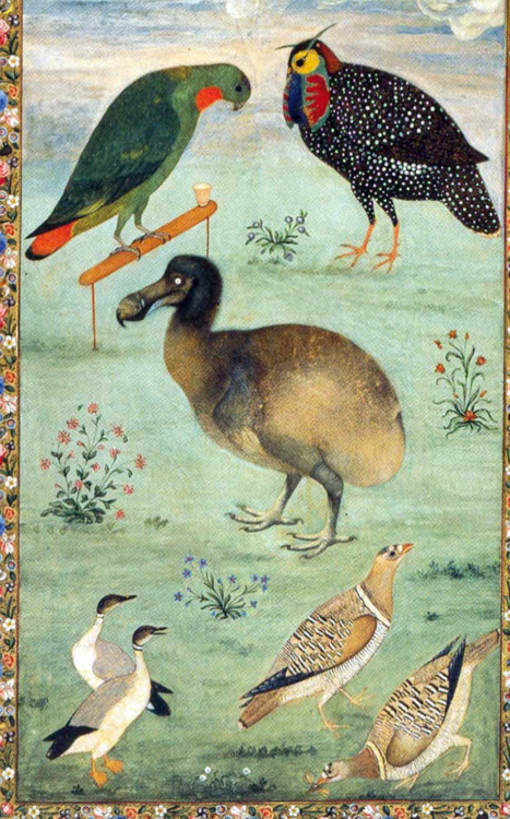vizuart:Painting of a Dodo attributed to Ustad Mansur