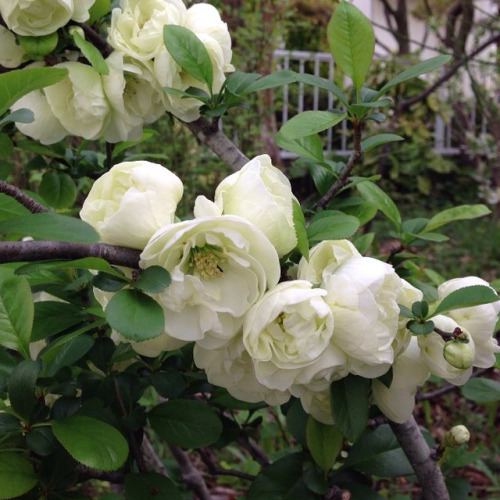genjoshi:  koge2:  白いモコモコ Japanese quince #japanesequince #quince #flower…