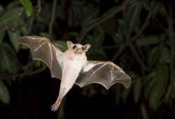 gothiccharmschool:  dbvictoria:Cute bats