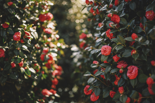 2022-03-27Spring, Camellia PicnicCanon EOS R3 + RF50mm f1.2LInstagram  |  hwantastic79vivid