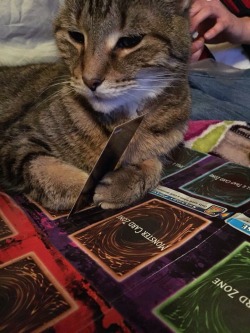 fourthofjulymassacre: My brothers girlfriend was trying to have a duel with my cat Morris. 
