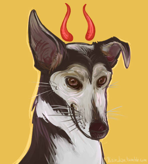 This lil devil got to be 11 years old a few days ago - we’ve been together for over a decade, 
