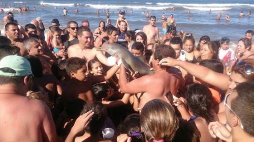 chicken-noodle-nope: micdotcom: Dolphin dies after beachgoers pass it around for selfiesBeachgoers a