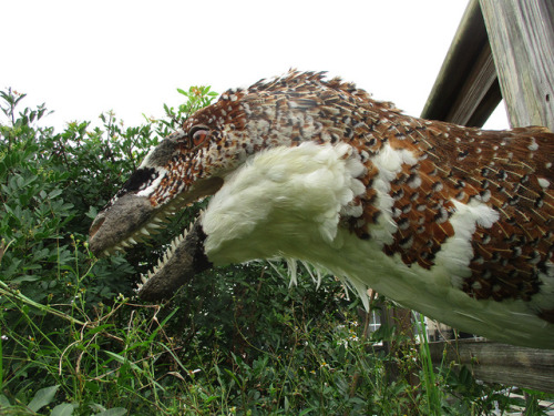 bookrat:Deinonychus bust made with chicken feathers