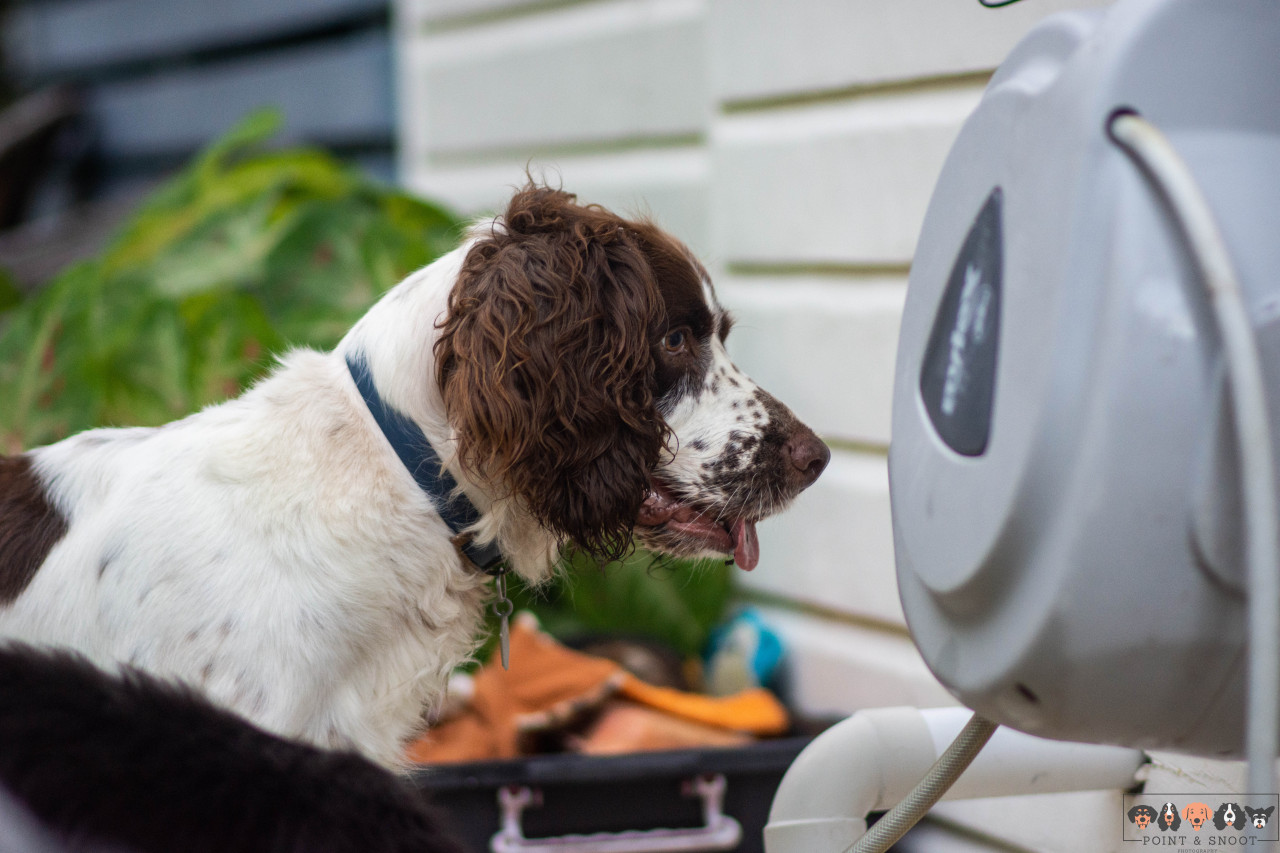 one time a gecko fell out of the hose reel. Now henry is convinced it’s a geck dispenser. he yanks on the hose and then 