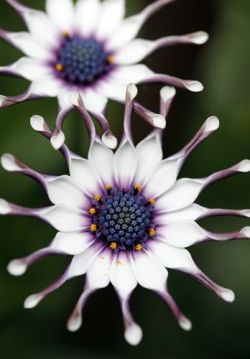 flowersgardenlove:  ✯ Osteospermum /Afri