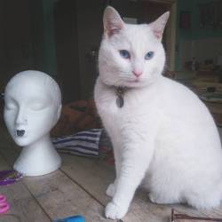 He always wants to be involved in my projects   #meko #furbaby #whitecat #catsofinstagram #prettycat #art #millinery