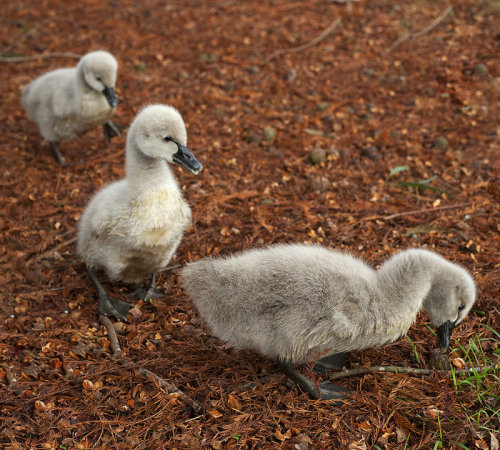 signets