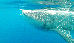 Porn giffingsharks:  The Whale shark (Rhincodon photos