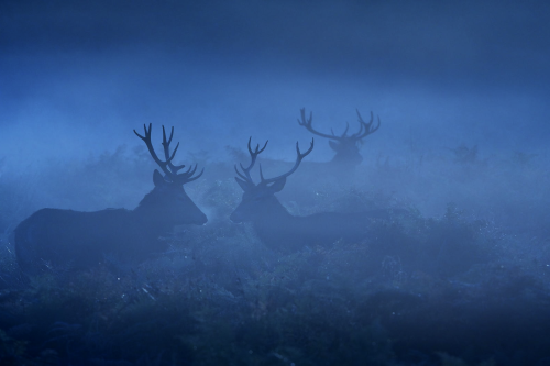 uulemnts:awkwardsituationist:photos by mark bridger (more deer posts)