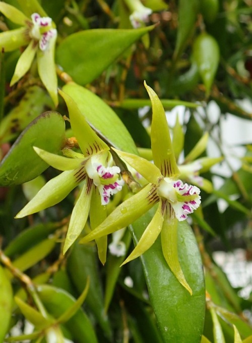 Porn Pics orchid-a-day: Dendrobium pugioniforme Syn.: