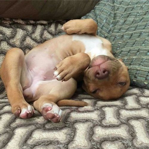 cute-puppies-for-all: Pibble