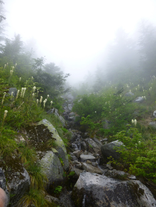 Beargrass in the Mist by annreckner