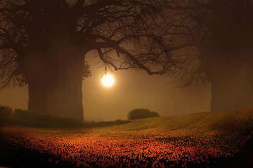 radivs:  'Flores de primavera' 'Amapolas' 'Amanece' 'Campo florido' by Micaela 