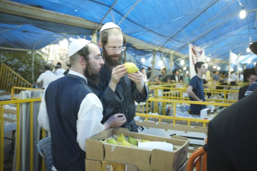 lonetreebeer: Preparing for Succot in Mea Shearim, Jerusalem