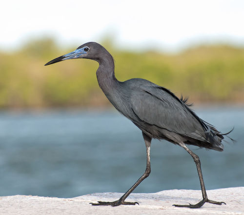 Little blue heron (Egretta caerulea)The little blue heron is a small heron belonging to the family A