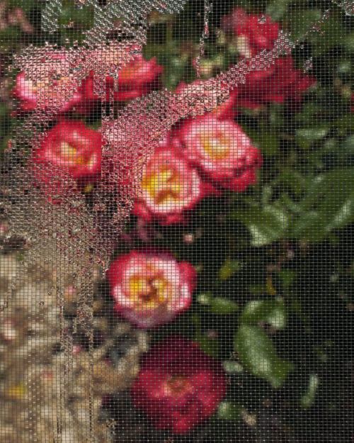 vincekris:    Jordan Tiberio  