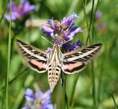 The Hummingbird Hawk-moth (Macroglossum Stellatarum) Is A Species Of Hawk Moth Found Across Temperate