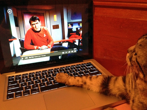 XXX tastefullyoffensive:  Cats Using ComputersPreviously: photo