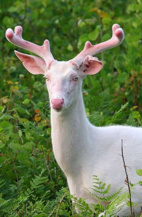 Well HELLO THERE!Today’s Dose Of Ghostly Beauty…SOURCE